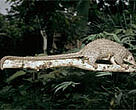 Long-tailed pangolin (<I>Manis tetradactyla</I>).