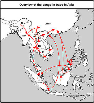 Pangolin trade map.