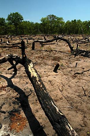 Pantanal Deforestación / ©: wwf / ©: wwf
