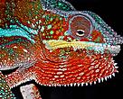 Panther Chameleon Furcifer pardalis