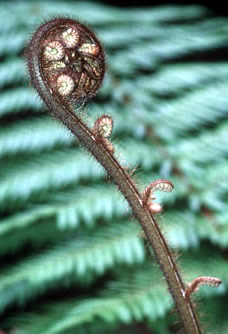 Opening of a fern with an opened fern as a background. In Maori culture, the opening of a fern ... / ©: WWF-Canon / Stéfane MAURIS Opening of a fern with an opened fern as a background. In Maori culture, the opening of a fern ... / ©: WWF-Canon / Stéfane MAURIS