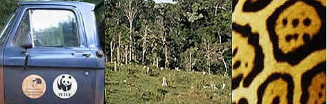 From left to right: WWF Project vehicle; Deforestation in the Coastal Atlantic rainforest; ... rel=