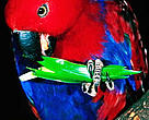 Eclectus parrot. New Guinea, Indonesia.