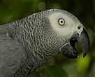 African grey parrot in Lobeke national Park