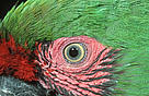  / &copy;: WWF-Canon / Martin Harvey