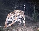 Patakanuwa female tiger in Bardia National Park