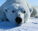 A male polar bear (<i>Ursus maritimus</i>) in the Southern Beaufort Sea.