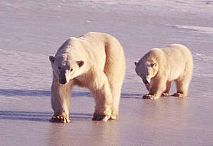 The creation of a / ©: WWF-Canon / François Pierrel