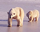 The creation of a "bear group" by local villagers in Russia's Far East will ward off any potential polar bears that come too close to town.