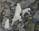 Bear 2183 and cubs.