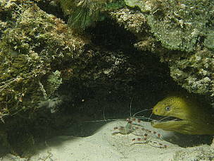 Underwater snaps from Rifi's dive spots