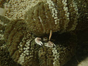 Underwater snaps from Rifi's dive spots
