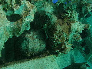 Underwater snaps from Rifi's dive spots