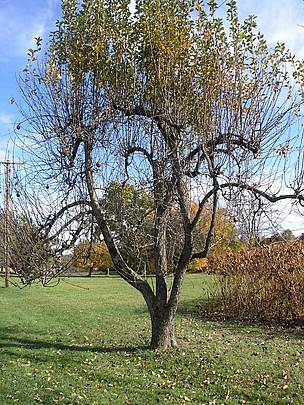 Unhealthy pear tree