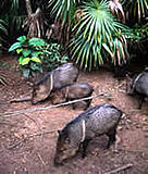 Collared peccary (Pecari tajacu). / &copy;: WWF-Canon / Anthony B. RATH