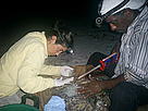 Paulino Pelagio and Ohiana Revuelta attach a transmitter to Adamanay / ©: Grupo Jaragua/INTEC / ©: Grupo Jaragua/INTEC