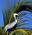 Brown pelican / &copy;: WWF-Canon / Anthony B. Rath