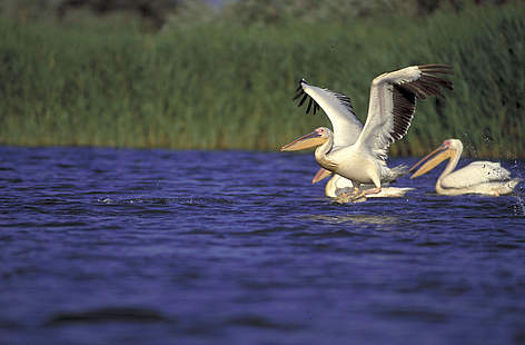  / &copy;: Anton Vorauer, WWF DCP