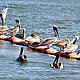 Brown pelicans congregate on containment boom that surrounds Queen Bess Island, a few miles north of Grand Isle, La. August 25, 2010. The island is a sensitive nesting area for brown pelicans. © U.S. Coast Guard / Petty Officer 3rd Class Cory J. Mendenhall.