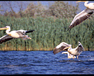Pelicans in the Danube Delta