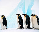Emperor penguins, Dawson-Lambton Glacier, Antarctica.