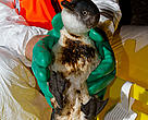 A blue penguin (Eudyptula minor) rescued by WWF staff to be cleaned of contaminating oil and chemicals from the Rena oil spill.