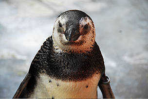 Penguins are starving due to food loss. / &copy;: International Fund for Animal Welfare
