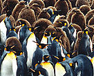 King penguins on South Georgia Island, Antarctica