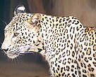 It is believed that only a few Persian leopards inhabit the Northern Caucasus region.