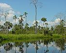 WWF led the process that helped create the 4 million-hectare Abanico del Rio Pastaza wetland complex in the Peruvian Amazon.