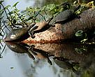 River turtles (Podocnemis spp.) at Iténez Protected Area (Bolivian Amazon).