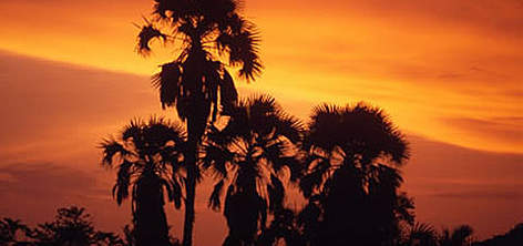Petit Loango National Park Sunset with silhouette of palm trees near Setté Cama, Gabon. rel=