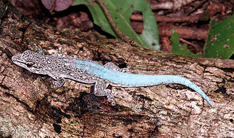 Gecko (Phelsuma borai) / ©: Frank Glaw / WWF Madagascar rel=