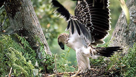 The Monkey-eating eagle or Great Philippine eagle (Pithecophaga jefferyi) with young in nest. / ©: WWF-Canon / Robert S. KENNEDY The Monkey-eating eagle or Great Philippine eagle (<i>Pithecophaga jefferyi</i>) with ... rel=