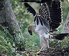 The Great Philippine eagle, one of many species living in the Northern Sierra Madre Natural Park.