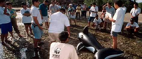 Marine Mammal Rescue team training by WWF consultants using fake whale. Puerto Princesa, Palawan ... / ©: WWF-Canon / Jürgen FREUND Marine Mammal Rescue team training by WWF consultants using fake whale. Puerto Princesa, Palawan ... rel=