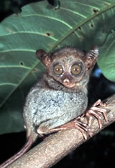 Philippine tarsier (Tarsius syrichta) - One of the smallest primates, this sub-species is endemic ... / ©: WWF-Canon / Jürgen FREUND Tarsius syrichta Philippine tarsier One of the smallest primates, this sub-species is endemic to ... / ©: WWF-Canon / Jürgen FREUND
