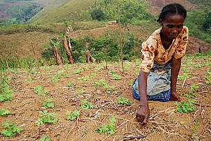 Madamae Philomène, pulling out weeds from her peanut field. Tsaratanana, near Vondrozo. / ©: WWF-MWIOPO / M. Lippuner / ©: WWF-MWIOPO / M. Lippuner