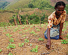Madamae Philomène, pulling out weeds from her peanut field. Tsaratanana, near Vondrozo.