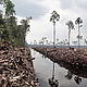 Peat draining and large-scale clearance of natural forest by APP wood supplier PT. Ruas Utama Jaya inside APP’s Senepis Tiger Sanctuary in June and October 2011
