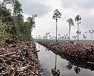 Peat draining and large-scale clearance of natural forest by APP wood supplier PT. Ruas Utama Jaya inside APP’s Senepis Tiger Sanctuary in June and October 2011