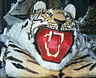 A tiger skin said to originate from India on sale in Tachilek, market, Myanmar, close to the Thai border. 