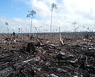 Peat draining and large-scale clearance of natural forest by APP wood supplier PT. Ruas Utama Jaya inside APP’s Senepis Tiger Sanctuary in June and October 2011