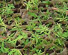 A nursery, providing alternative income to villagers