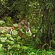 My first (and I hope not only) wild tiger! © WWF/Kees van der Vlugt