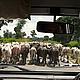 A big threat for corridors: huge herds of cows © WWF/Kees van der Vlugt