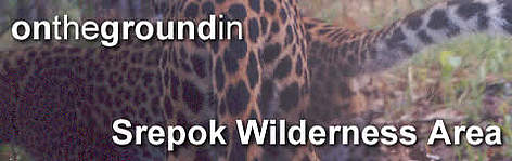 Two leopards captured on film by a camera trap, deep in the dry forests / ©: WWF/DNCP/DFW Two leopards captured on film by a camera trap, deep in the dry forests rel=