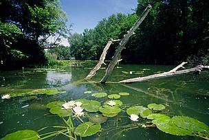 The WWF-Coca Cola partnership will demonstrate the benefits of reconnecting Danube wetlands to the ... / ©: WWF-Austria / ©: WWF-Austria