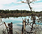 Destroyed mangrove forests on Phuket Island, Thailand.