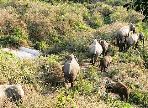 Herd of elephants / ©: Varasoon/ WWF Greater Mekong rel=